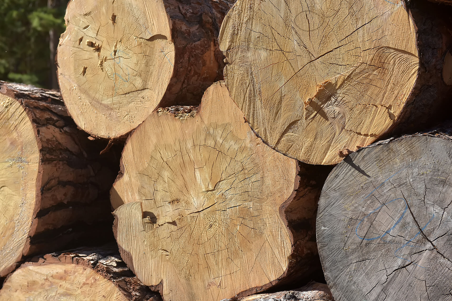 Timber Stam Timber Sales - Stirling Shores Development Corp